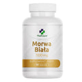 Morwa biała