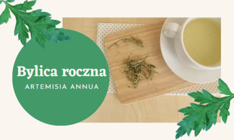 Bylica roczna Ekstrakt 500 mg 60 kapsułek - Pureline Nutrition (Artemisia annua) Bylica roczna Ekstrakt 500 mg 60 kapsułek - Pureline Nutrition (Artemisia annua)