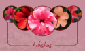 Hibiskus kwiat suszony 50 g - Medfuture