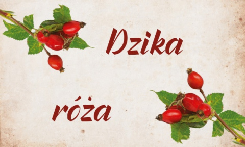 7 zaskakujących właściwości zdrowotnych owoców dzikiej róży