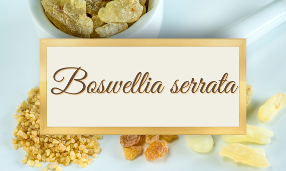 Czym jest Boswellia serrata i dlaczego warto ją stosować?