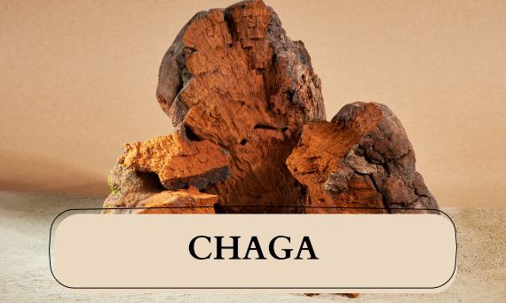Chaga – grzyb długowieczności z syberyjskich lasów. Jakie ma właściwości zdrowotne?